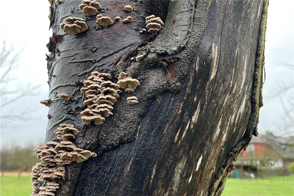 Reiner Schramowski beklagt mangelnde Baumpflege auf Streuobstwiesen Ein von einem Pilz befallener Baum auf einer Streuobstwiese in Deusen