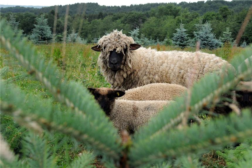 Weihnachtsbäume im Kreis Unna: Hier bekommt man sie An manchen Weihnachtsbaum-Verkaufsstellen, wie in Schwerte auf Gut Halstenberg, gibt es auch Programm zum Bäumchenkauf. Wir haben eine Übersicht für den Kreis Unna erstellt.