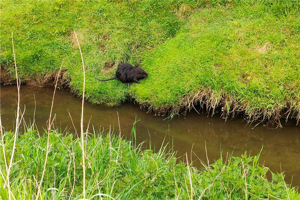 Keine Fressfeinde: Zahl der Nutrias im Selmer Auenpark dürfte wachsen An solchen Uferböschungen fühlen sich Nutrias besonders wohl.