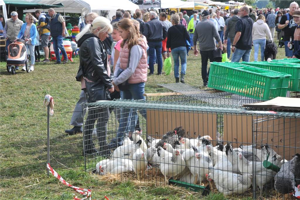 Marktgetümmel und Kleintierbörse: Das sind die Fotos vom Düstermühlenmarkt am Sonntag An Tag zwei vom Düstermühlenmarkt in Legden fand die Agrar- und Wirtschaftsschau und der Kleintiermarkt statt. Außerdem konnten sie die Besucher auf verschiedene Fahrgeschäfte und dem Duell der Marktschreier freuen.