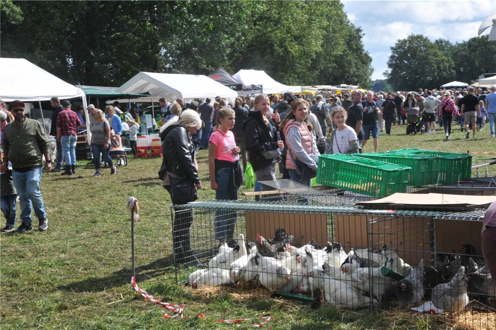 Marktgetümmel und Kleintierbörse: Das sind die Fotos vom Düstermühlenmarkt am Sonntag An Tag zwei vom Düstermühlenmarkt in Legden fand die Agrar- und Wirtschaftsschau und der Kleintiermarkt statt. Außerdem konnten sie die Besucher auf verschiedene Fahrgeschäfte und dem Duell der Marktschreier freuen.