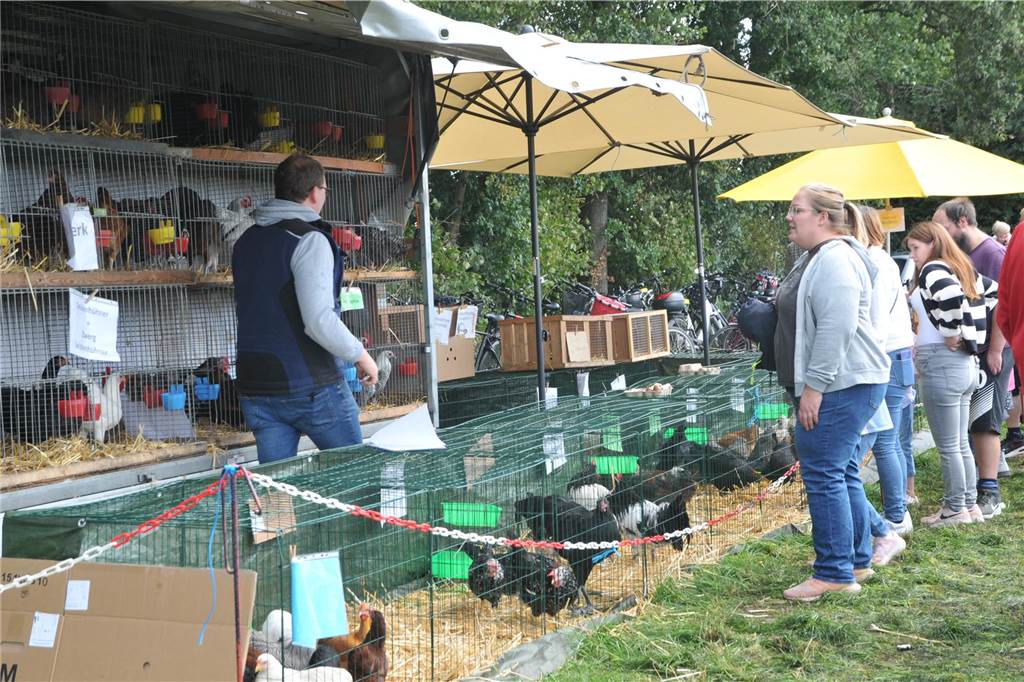 Marktgetümmel und Kleintierbörse: Das sind die Fotos vom Düstermühlenmarkt am Sonntag An Tag zwei vom Düstermühlenmarkt in Legden fand die Agrar- und Wirtschaftsschau und der Kleintiermarkt statt. Außerdem konnten sie die Besucher auf verschiedene Fahrgeschäfte und dem Duell der Marktschreier freuen.