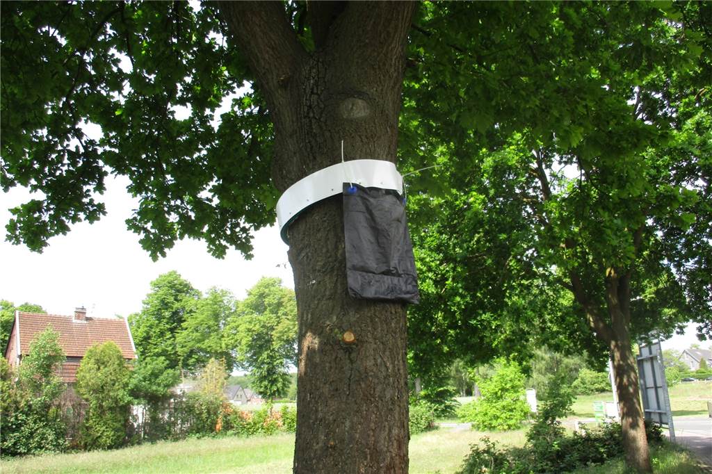 Saison beginnt: Stadt Haltern hängt Fallen für Gift-Raupen auf An typischen Schwerpunkten des Eichenprozessionsspinners im vergangenen Jahr hat die Stadt Haltern die Fallen aufgehängt.