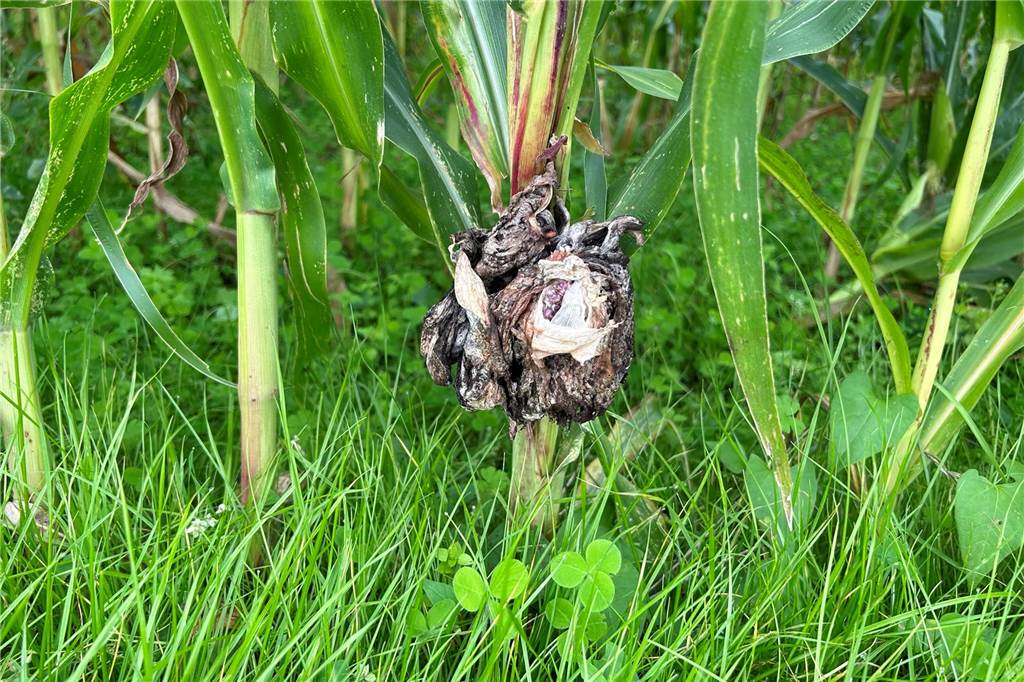 Hier ein Schädling, in Mexiko Delikatesse: Das steckt hinter Maisbeulenbrand An vielen Maispflanzen der hiesigen Felder wächst der Maisbeulenbrand. Ein Schädling, der den Bauern zwar keinen Schaden macht, dennoch nicht gern gesehen ist.