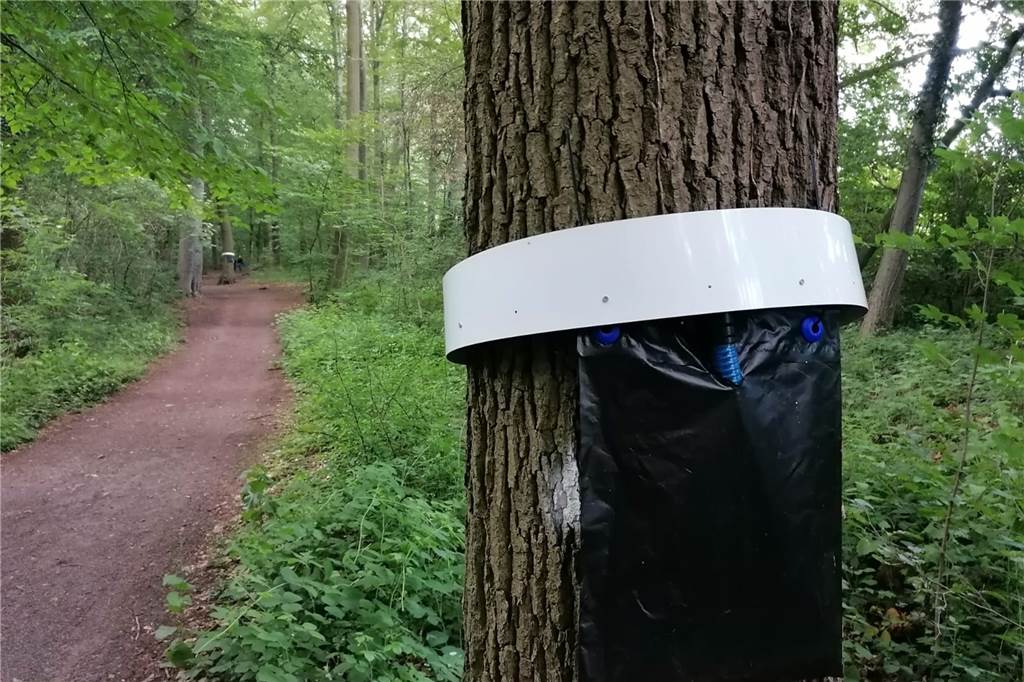 Eichenprozessionsspinner: Stadt Werne zieht durchmischtes Fazit für 2020 An zahlreichen Eichen im Stadtwald sind diese Fallen für Eichenprozessionsspinner angebracht. Ihre Wirkung ist umstritten.