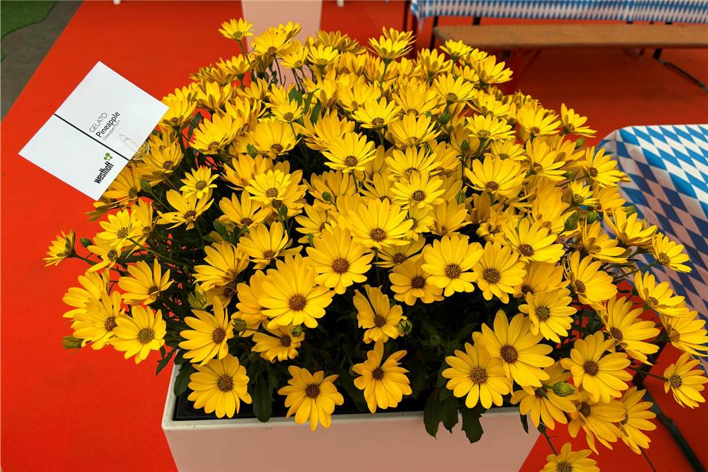 Grüne Innovationen: Unternehmen Westhoff setzt mit Blumenkreationen Trends Gelbe Blumen
