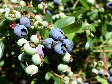 Anders als die Wildpflanzen eignen sich Kulturheidelbeeren auch für den Anbau. Die Pflanzen bevorzugen saure Böden. Foto: Holger Hollemann