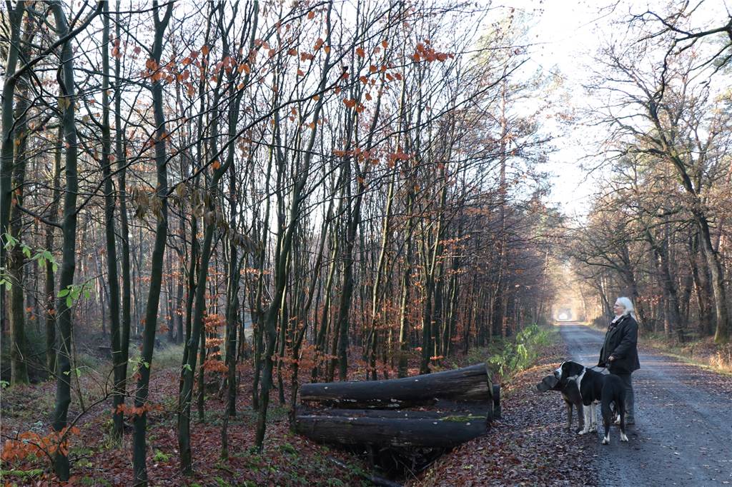 Wer den Wald im Winter erwandert, wird belohnt Andrea Balke, ihre Hunde Mathilda und Theo an einer Buchenschonung, die sie im Jahr 1996 angelegt hat.