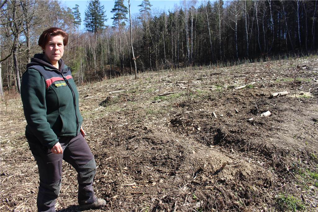 Waldsterben: Wie der Wald der Zukunft in Schwerte aussehen kann Försterin Andrea Lenke in Schwerte