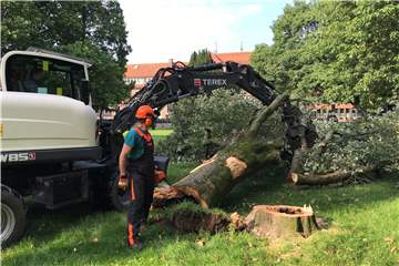 Andreas Girzalsky, Rainer Grab und Dirk Mrowitzki vom Baubetriebshof fällten zwei Bäume im Galen-Park. Die Eberesche war von innen hohl.