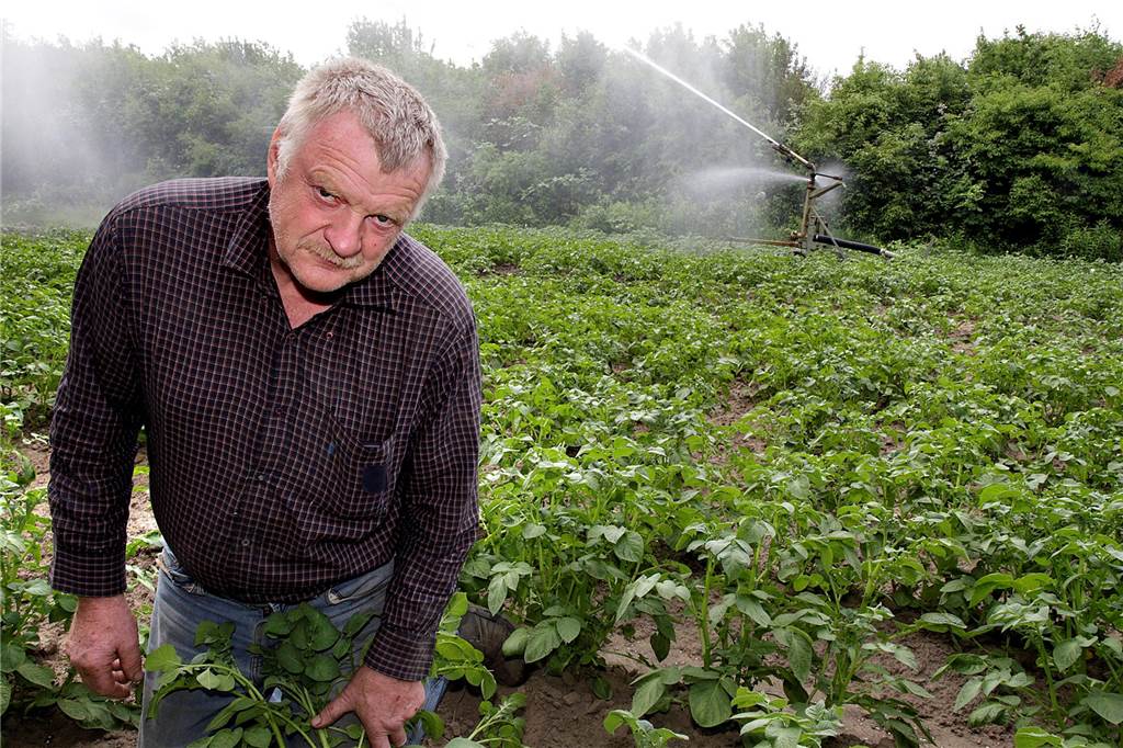 Pommes, Salzkartoffeln, Rösti: Wie fällt die Kartoffelernte 2023 aus? Ein Landwirt kniet in einem Kartoffelfeld, das beregnet wird.