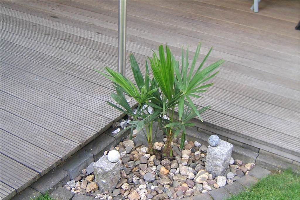 Karibisches Flair: Andreas Tchurz und Tochter Lea ziehen Hanfpalme groß Auf dem Foto ist die Palme noch klein gewachsen.