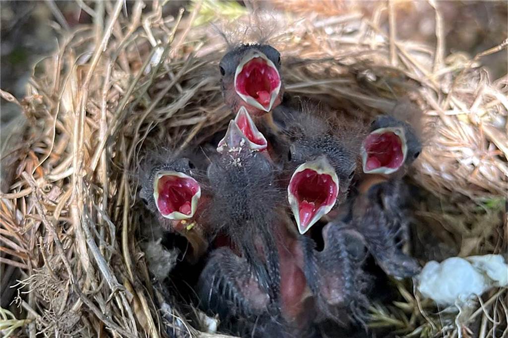 Elfjährige Lotti rettet elternlosen Jungvögeln das Leben Anfangs streckten sich Lotti fünf hungrige Schnäbel entgegen. Ein Jungvogel starb leider nach ein paar Tagen.