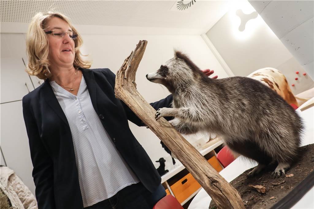 Nach Verzögerung: „Naturmuseum Dortmund“ steht vor Neueröffnung und gibt erste Einblicke Anfassen erlaubt: der kleine Waschbär darf gestreichelt werden - nicht nur von Museumsleiterin Dr. Elke Möllmann, sondern von allen Besuchern des „Naturmuseums“.
