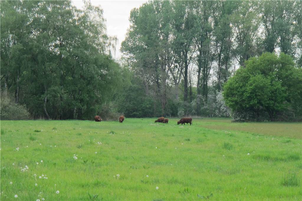 Rotes Höhenvieh weidet an der Emscher - Wir zeigen, wo die Rinder stehen Angekommen auf der neuen Weide: Langfristig soll die Zahl der Tiere auf zwölf anwachsen. Bio-Landwirt Jan Dickhöfer aus Waltrop unterstützt die Umwelt-Experten dabei.
