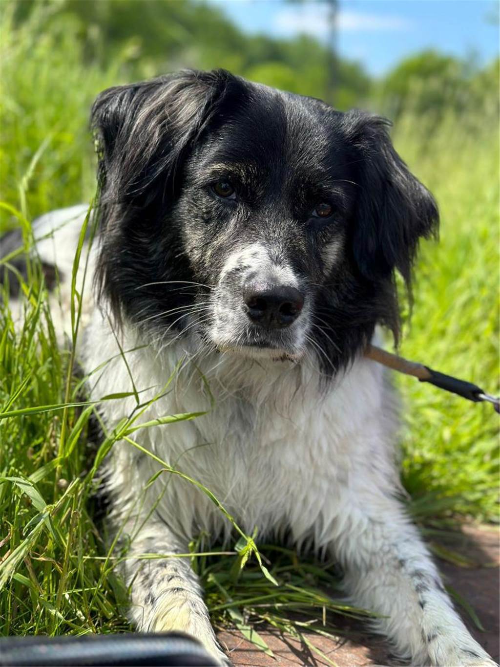 Angelina hat uns dieses Bild von ihrem Hund Sammy geschickt und schreibt dazu: "Unser kleiner Spinner."