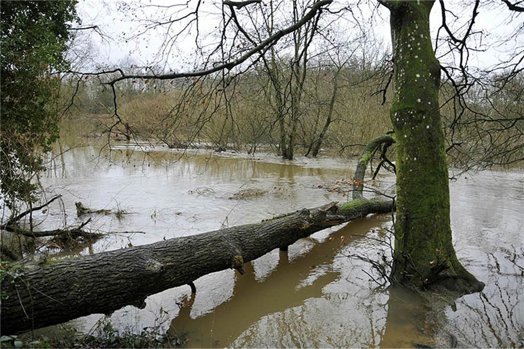 Anhand der Linien an der Baumrinde lässt sich gut erkenne, bis wo das Wasser über die vergangenen Tage angestiegen war.