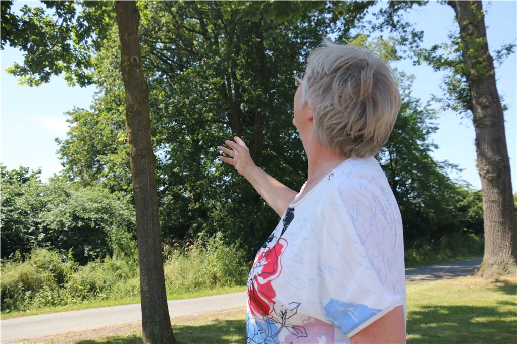 Wohnen an den Eichen: Eine ganze Familie kämpft mit Folgen des Eichenprozessionsspinners Annegret Lohmann zeigt auf die Eiche, die im vergangenen Jahr befallen war. Rund um den Hof der Familie stehen viele Eichen.