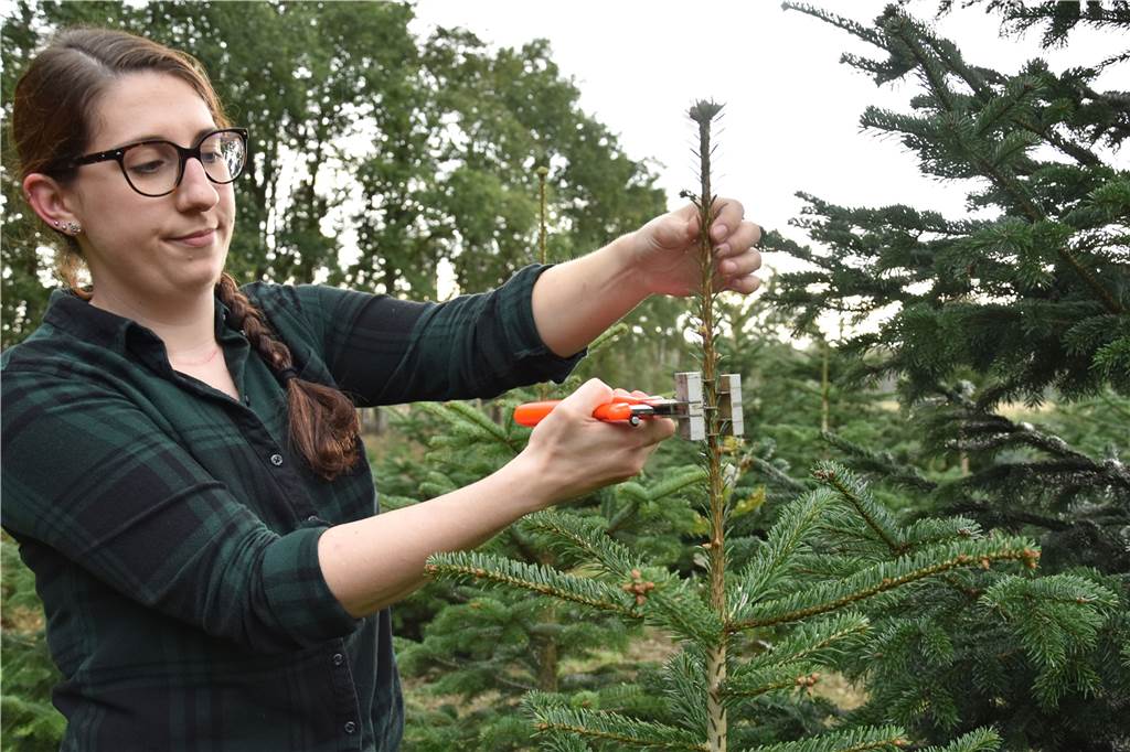 4000 Weihnachtsbäume in Deuten brauchen rund ums Jahr Pflege Annette Bösing bearbeitet die Tanne mit der Top-Stopp-Zange, damit die Spitze in einem guten Größenverhältnis zum Baum wächst.