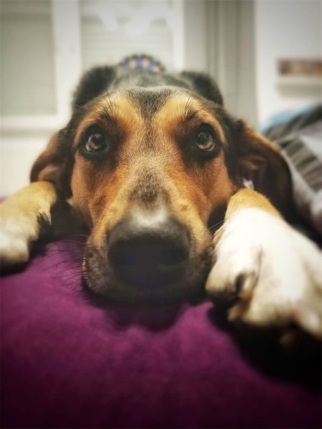 Anni hat ihre dreijährige Hundedame aus Rumänien.