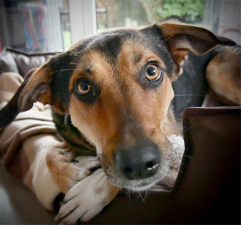 Anni hat ihre dreijährige Hundedame aus Rumänien.