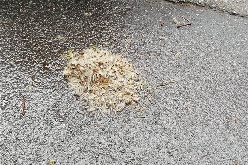 Eichenprozessionsspinner: Raupen fallen haufenweise von den Bäumen Anwohner haben einen Haufen vom Baum gefallener Eichenprozessionsspinner gefunden.