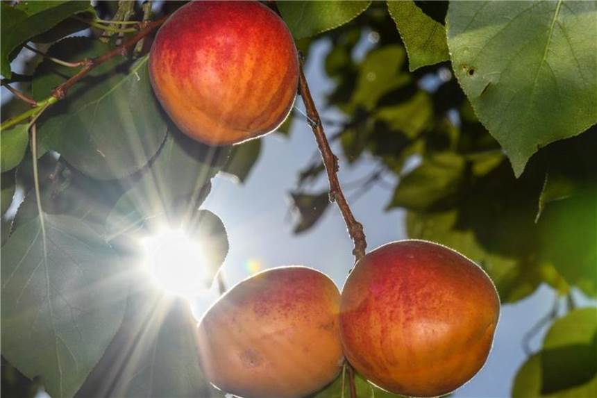 Aprikosenkernöl besonders gut für trockene Haut Aprikosenkernöl ist ein reichhaltiges Pflanzenöl, das auch für die Herstellung von Kosmetik verwendet wird. Foto: Patrick Pleul