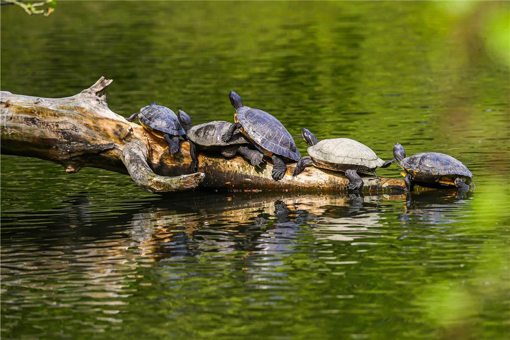 Forderung nach Verbot der Reptilienbörse - für immer April 2020 in Dortmund: Im Rombergpark sonnen sich ausgesetzte Wasserschildkröten auf einem Ast am Wasser.