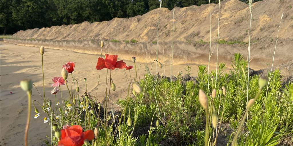 Blumen wachsen neben einem großen Graben