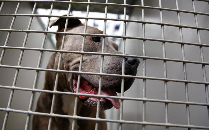 Zwei gefährliche Hunde in Henrichenburg gesichert ARCHIV - Ein Staffordshire Bullterrier schaut am 06.10.2013 in Hamburg durch die Gitterstäbe eines Tierheim-Zwingers. Seit Einführung der sogenannten Rasseliste für gefährliche Hunde im Jahr 2000 wurden in Hessen mindestens 69 solcher Hunde getötet. Foto: Axel Heimken/dpa (zu dpa «Seit Einführung der Rasseliste wurden in Hessen 69 Hunde getötet» vom 12.09.2016) +++(c) dpa - Bildfunk+++ | Verwendung weltweit