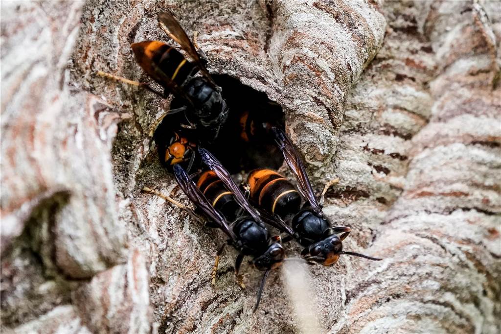 Asiatische Hornisse breitet sich in NRW aus: Bedrohung für heimische Bienenvölker Asiatische Hornissen (Vespa velutina nigrithorax) sammeln sich an einem Ausgang ihres Nestes.