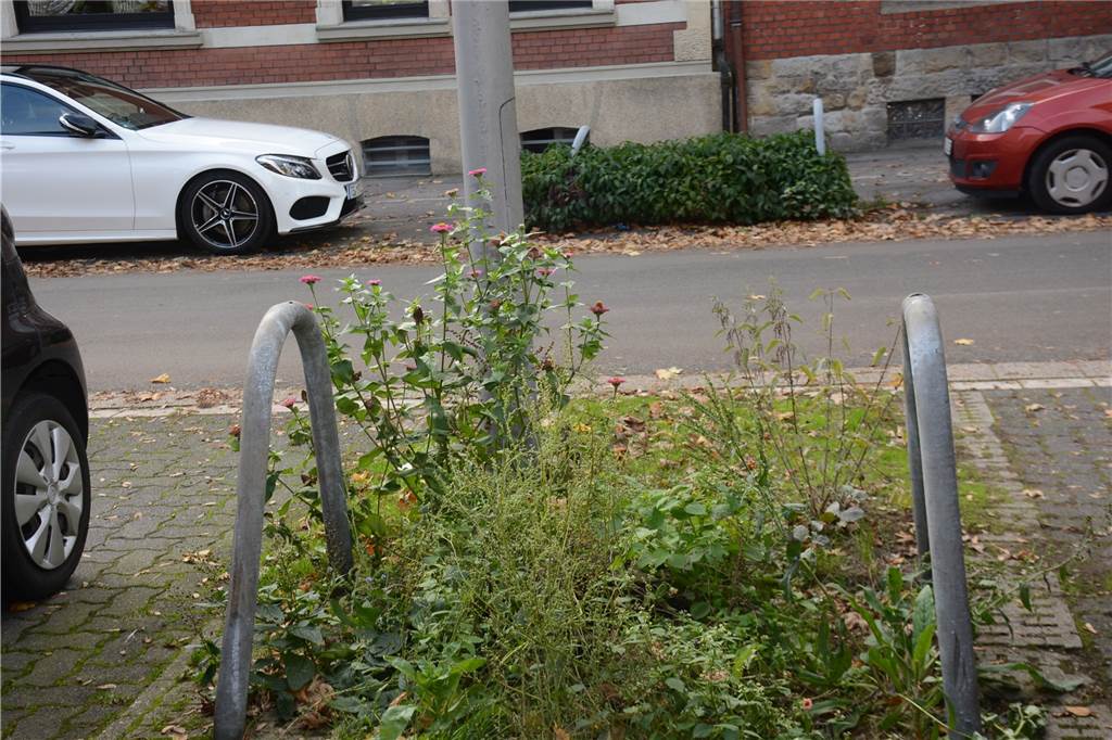 Hier können Bürger in Dorsten vermisste Straßenbäume melden Auch an der Alleestraße gibt es viele Stellen, wo früher einmal Bäume gestanden haben, die aber nicht wieder ersetzt worden sind - die Schutzbügel stehen aber weiter im Boden.