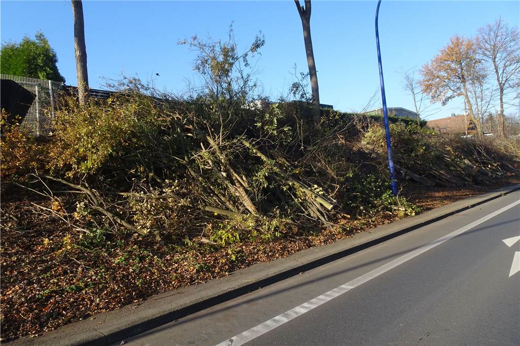 Gefällte Bäume gehörten der Stadt Schwerte – Straßen NRW: „Das war unser Fehler“ Auch an der Wannebachstraße betrieb der Landesbetrie Straßen NRW Gehölzpflege.