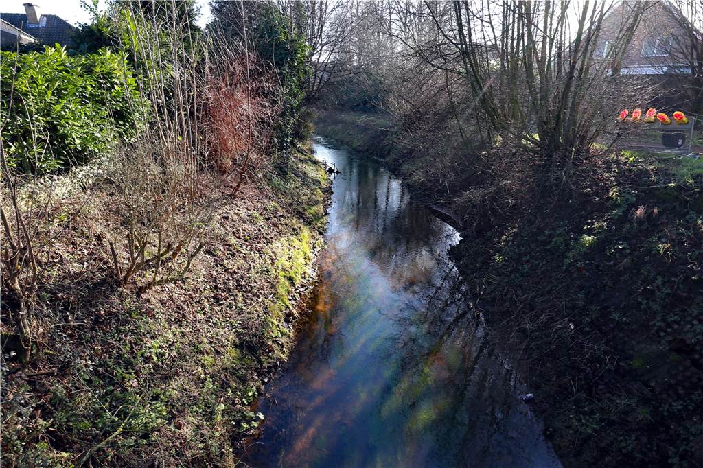 „Kahlschlag“ am Ölbach sorgt für Entsetzen bei Spaziergängern – warum er trotzdem sein muss Auch an diesem Teilstück des Roten Wegs am Ölbach zwischen Schelver Diek und Haydnstraße wird die Hecke in den nächsten Tagen noch "auf den Stock gesetzt", bis ihn Höhe des ehemaligen Spielplatzes an der Haydnstraße.