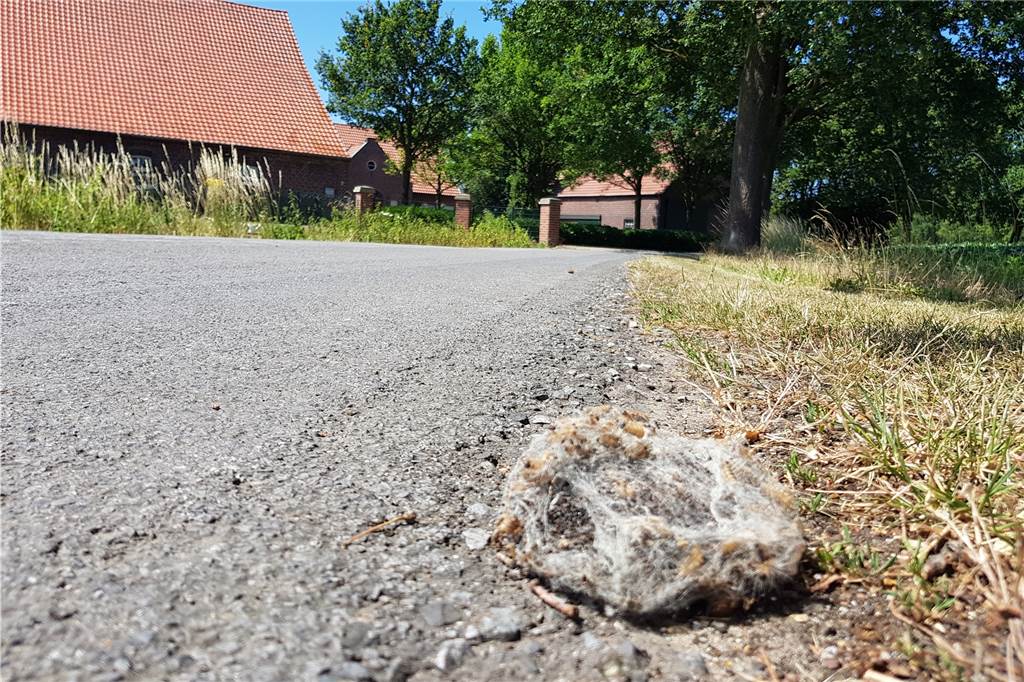 Kerstin Krampe (55) klagt an: Die Gemeinde lässt uns im Kampf gegen die Gift-Raupe im Stich Auch auf dem Feldweg liegen die Nester.
