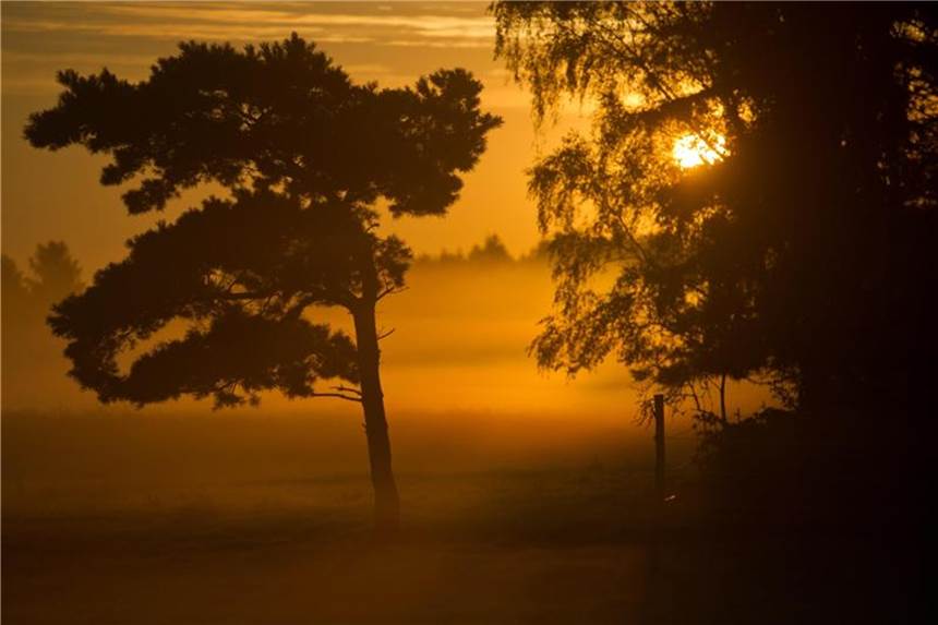 Erholen und Entspannen im Kur- und Heilwald Auch auf der Insel Usedom nahe Heringsdorf wurde ein Kur- und Heilwald gestaltet. Foto: Stefan Sauer