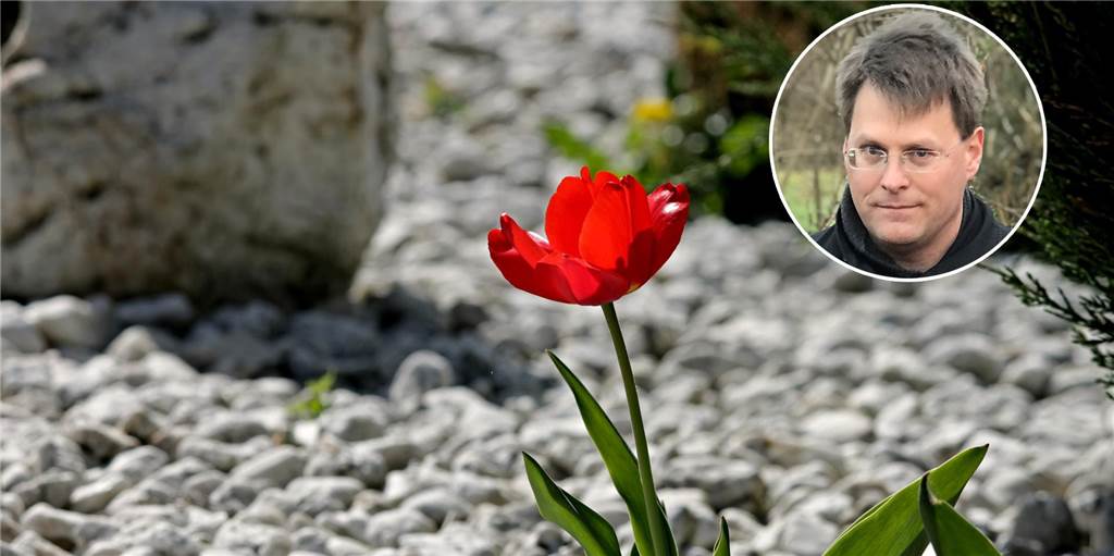 Jetzt gibt es Geld, wenn man in Castrop-Rauxel Schottergärten grün macht Auch Bauamtsleiter Philipp Röhnert hofft, dass nun viele solcher Schottergärten wieder aus dem Stadtbild verschwinden. Er freut sich auf viele Anträge auf die nun ausgelobte Umbauprämie.