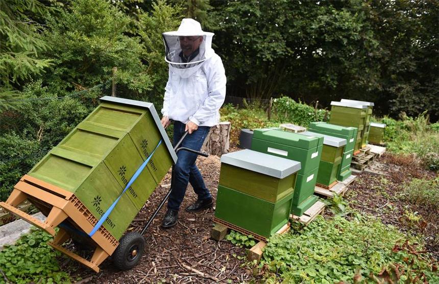 Diese Tiere kann man mieten Auch Bienen kann man mieten.