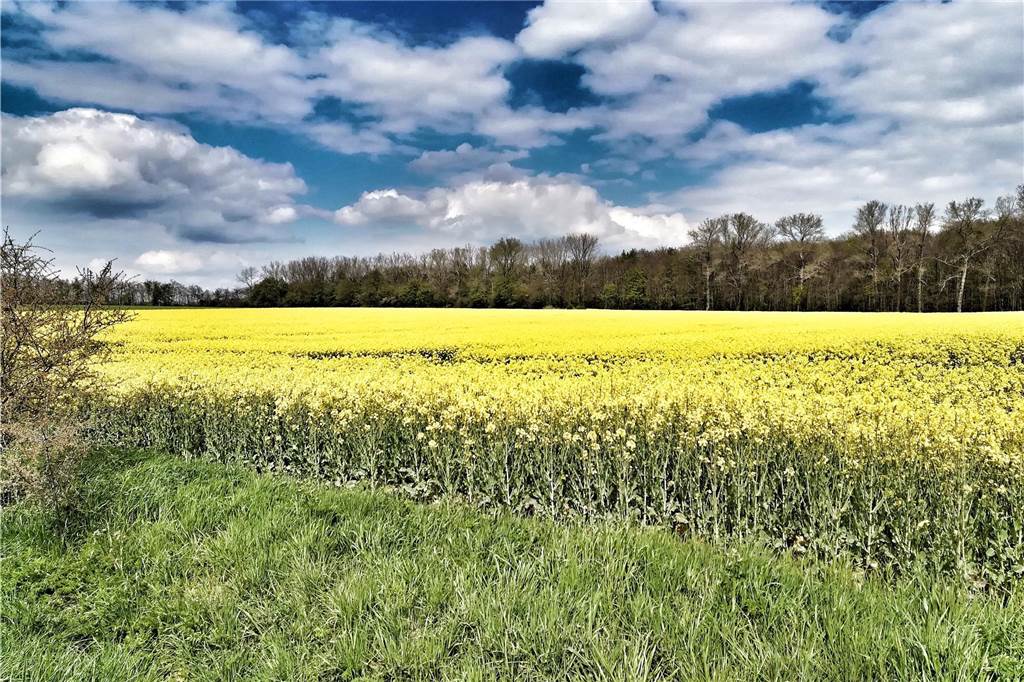 Westerwinkel und Ichterloh: Beliebte Wanderwege in Herbern und Umgebung Rapsfeld