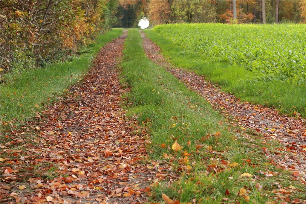 Neues Konzept für Wirtschaftswege in Stadtlohn Auch der Hessweg wird landwirtschaftlich genutzt.