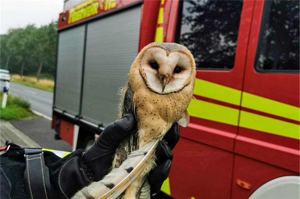 Ein Feuerwehrmann hält eine Eule auf dem Arm.