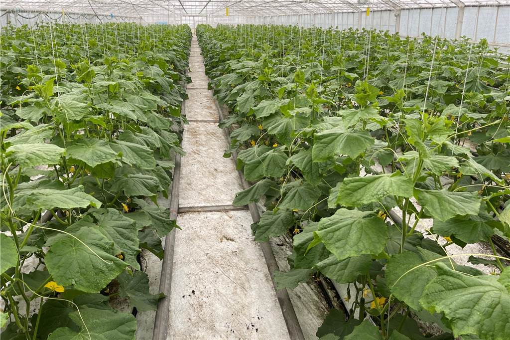 Erdbeeren bis Dezember: Durch Innovation zu Besuch beim Präsidenten Auch die Gurken werden über Rohrsysteme mit Wasser versorgt.