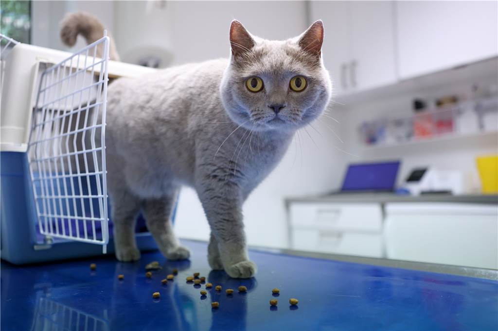 Lüner Tierarzt über gestiegene Kosten: „Leute überlegen jetzt zweimal“ Katze auf dem Behandlungstisch beim Tierarzt