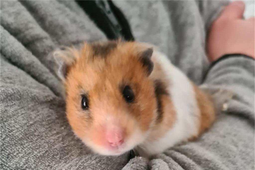 Hamster