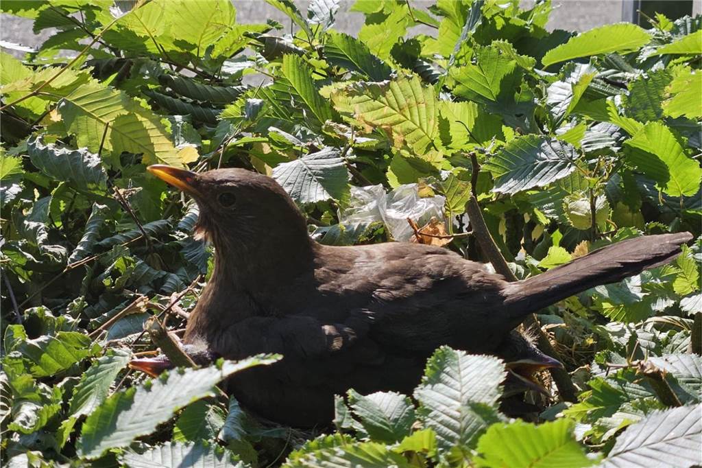 Kritik an der Stadt Olfen: „Jungvögel durch Heckenschnitt gefährdet“ Auch die Mutter der jungen Amseln sitzt schutzlos auf dem Nest.