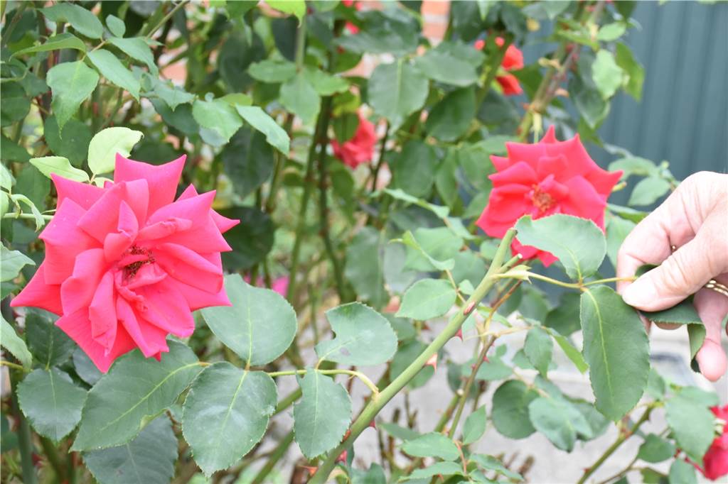 Vermummte Täter stehlen immer wieder Pflanzen aus privatem Garten Auch die Rosen sind immer wieder betroffen.