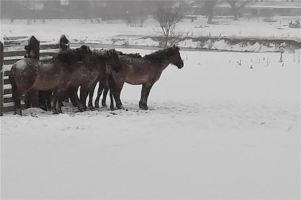 Auch die Tiere in den Steverauen froren.