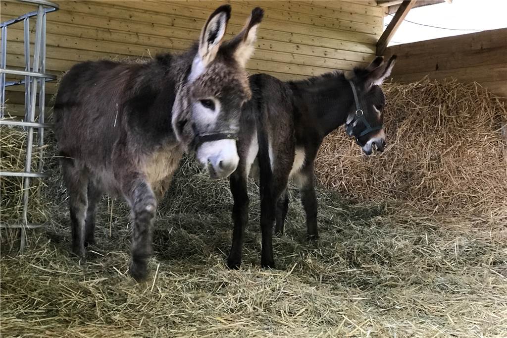 Neuer Alpaka-Hof in Dingen: Wanderungen mit Mozart, Vivaldi und Quäntchen Glück Auch die Zwergesel Fridolin und Hugo sind neu auf dem Hof.