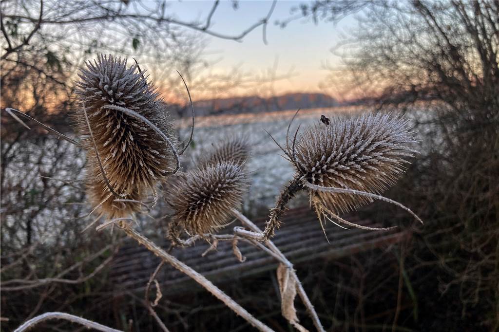 Auch diese Disteln sind mit einer feinen Schicht Frost überzuckert.