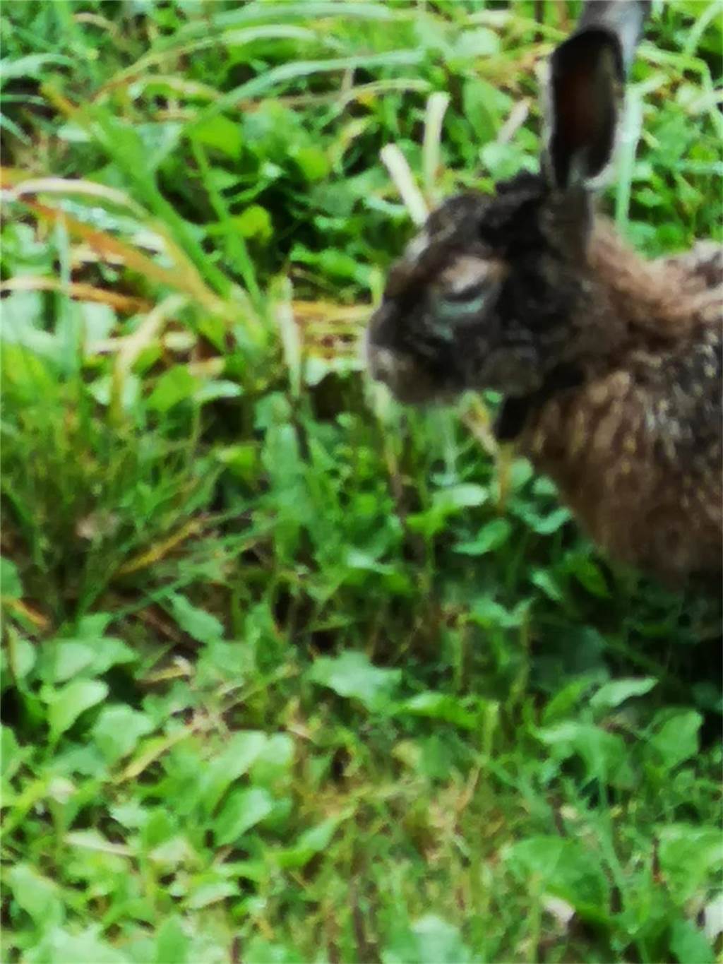Neuartiger Virustyp tötet Feldhasen: Experten Ein Hase mit geschwollenen Augen